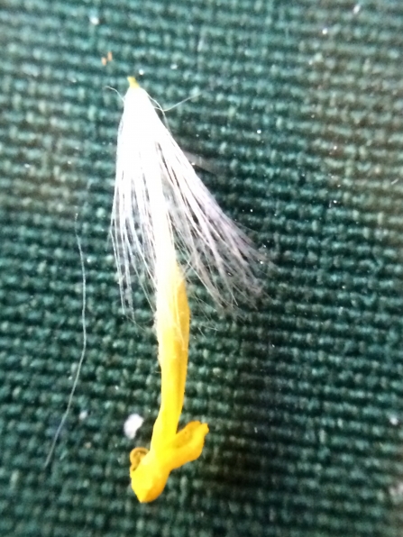 Close up of a dandelion