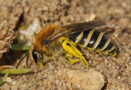 Solitary bee