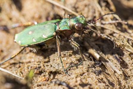 Green Tiger Beetle