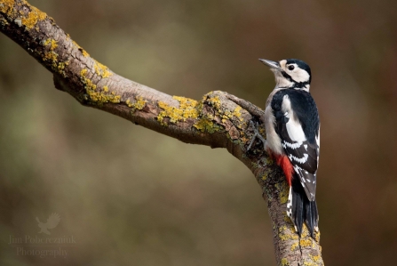 Great Spotted Woodpecker