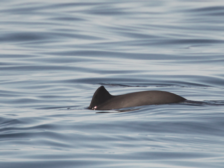 Harbour porpoise