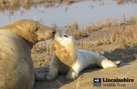 Donna Nook weekly seal update