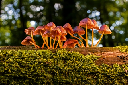 Fungi