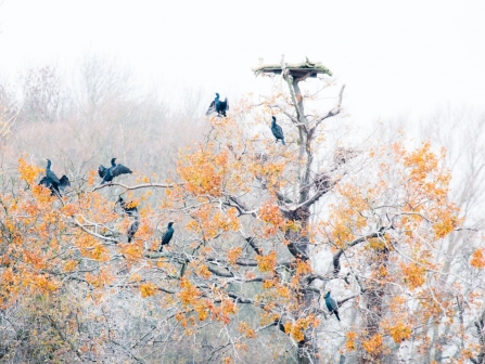 Cormorants