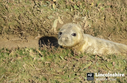 Donna Nook