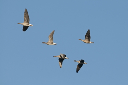 Pink-footed geese