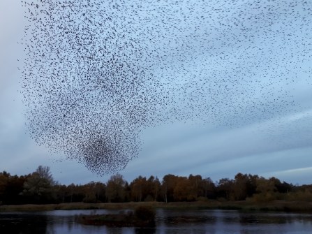 Starling murmuration at Whisby Nature Park