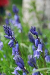 Spanish bluebell