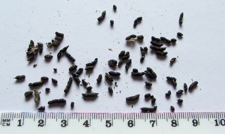 Identify poo | Lincolnshire Wildlife Trust