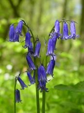 Bluebells