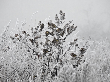 Gooldfinches