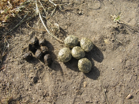 Hare and rabbit droppings