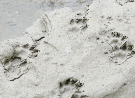 Otter prints