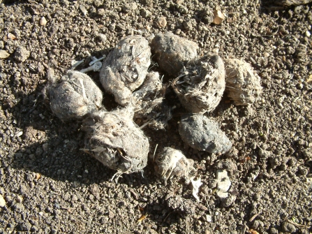 Owl pellet