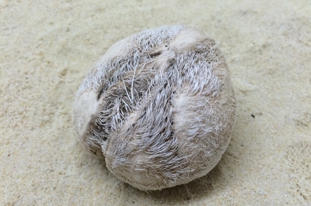 Sand dollar