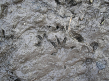 Water vole print