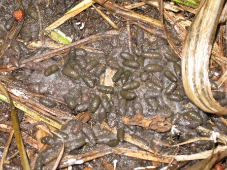 Water vole latrine