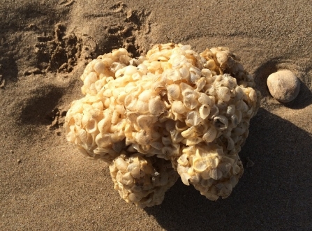 Whelk egg case