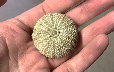 Sea urchin