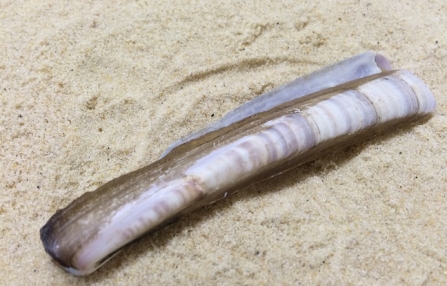 Razor shell