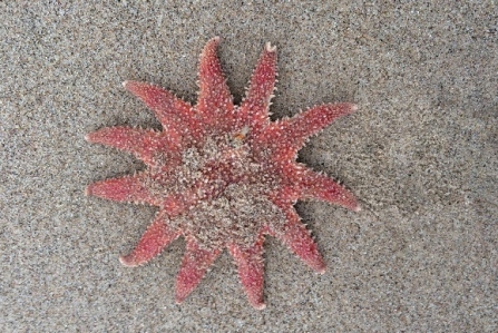 Common sunstar