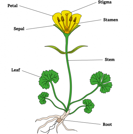 LoveLincsPlants resources for schools | Lincolnshire Wildlife Trust