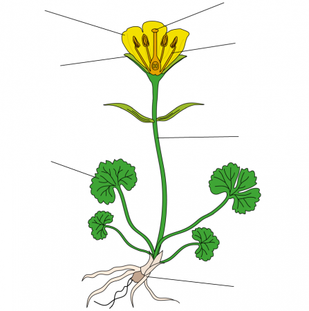 LoveLincsPlants flower diagram - Lincolnshire Wildlife Trust