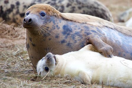 Grey seals