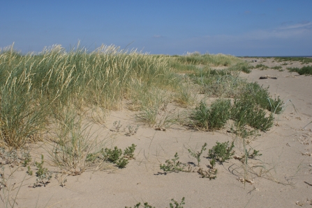 Sand dunes