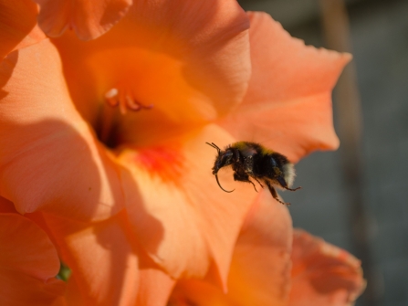 Bumblebee with long tongue