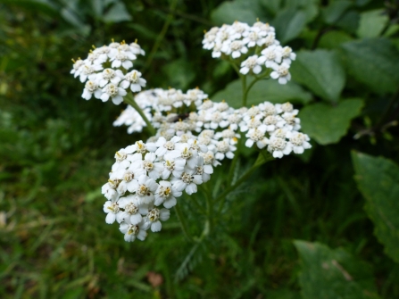 Yarrow