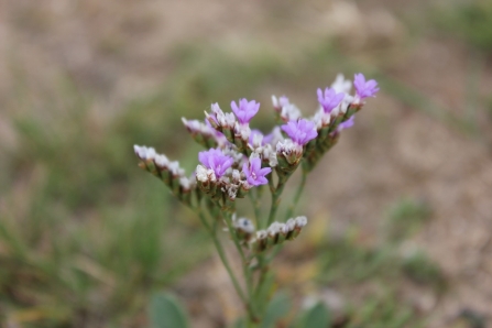 Sea Lavender