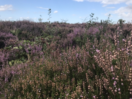 Kirkby Moor