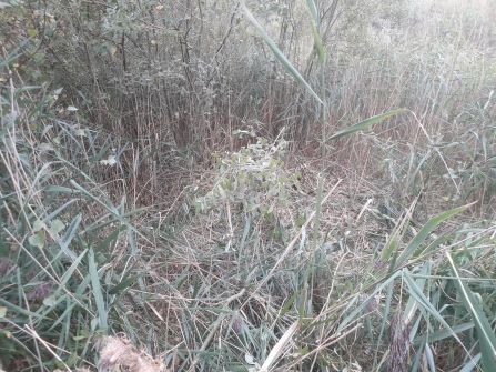 Reedbed after