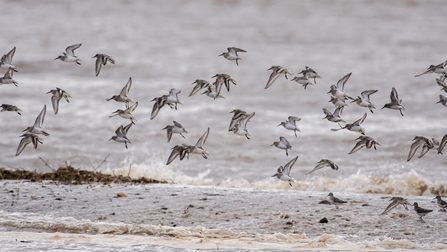 Gibraltar Point wader roost