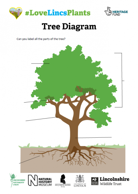 KS1 Tree Diagram