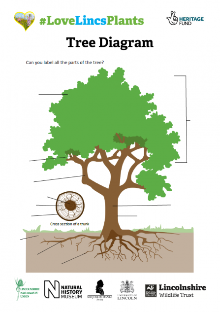 Tree diagram KS2