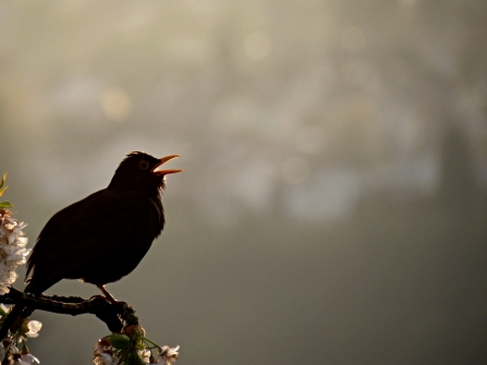 Blackbird singing Image by Manfred Richter from Pixabay 