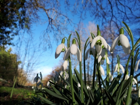 Snowdrops