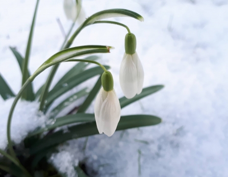 Snowdrops