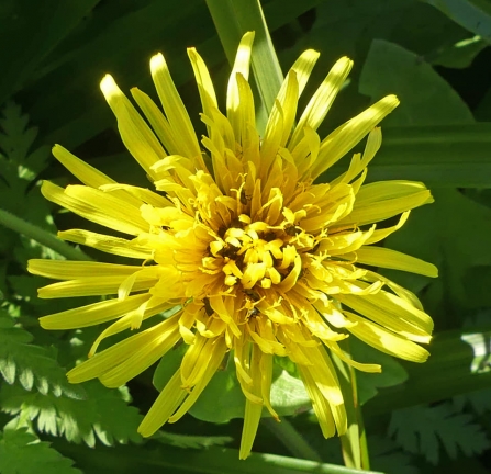 Dandelion (Caroline Steel)