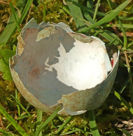 Broken egg shell (Caroline Steel)