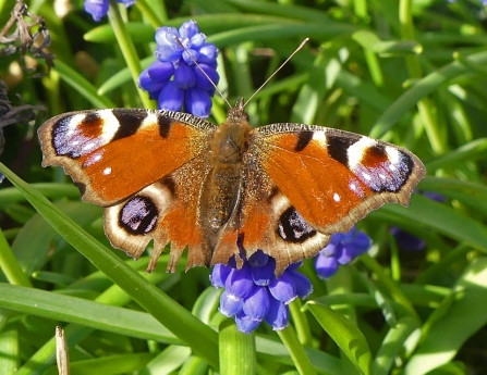 Peacock butterfly (Caroline Steel)
