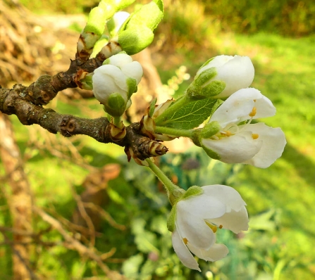 Plum blossom (Caroline Steel)