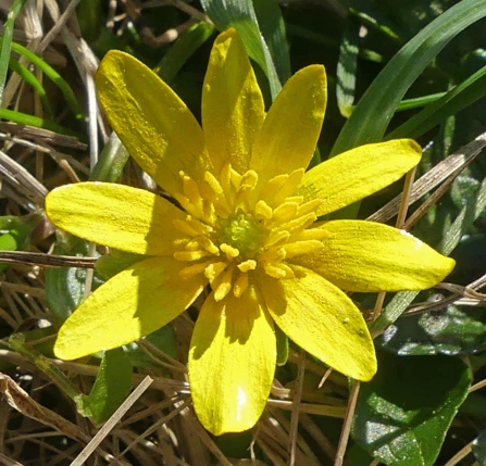 Lesser celandine (Caroline Steel)