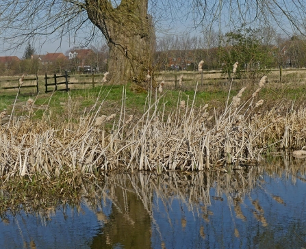 West Common Pond (Caroline Steel)
