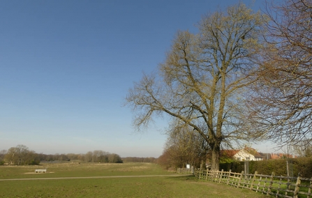 Mature elm tree (Caroline Steel)