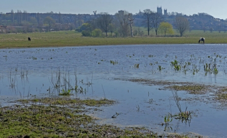 West Common In Lincoln (Caroline Steel)