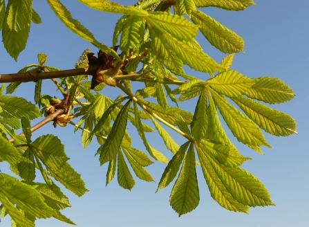Horse chestnut leaves (Caroline Steel)