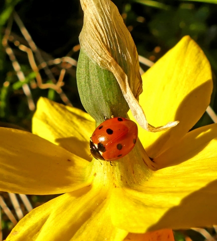 Seven-spot ladybird (Caroline Steel)